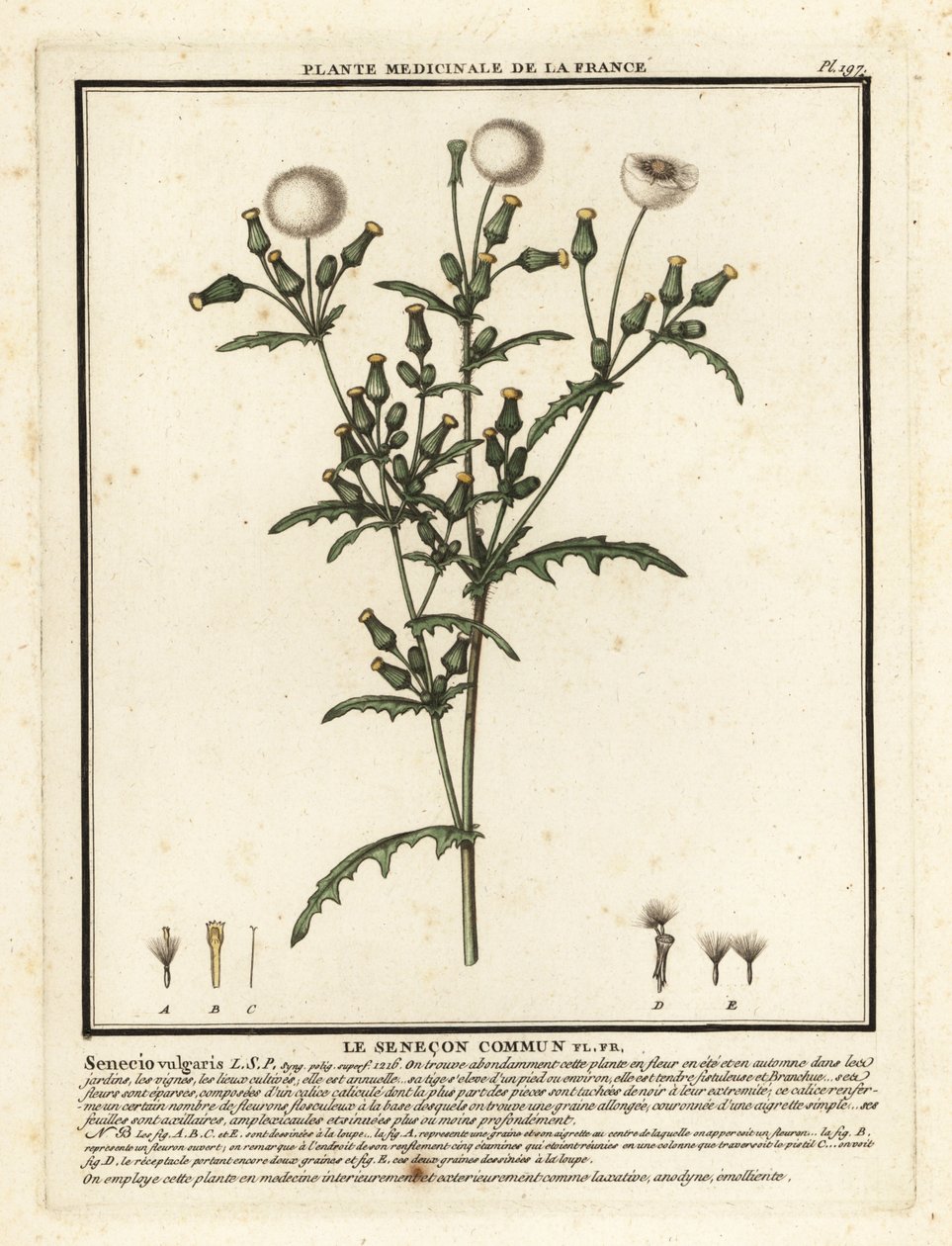 Yerfıstığı, Senecio vulgaris. by Unbekannter Künstler