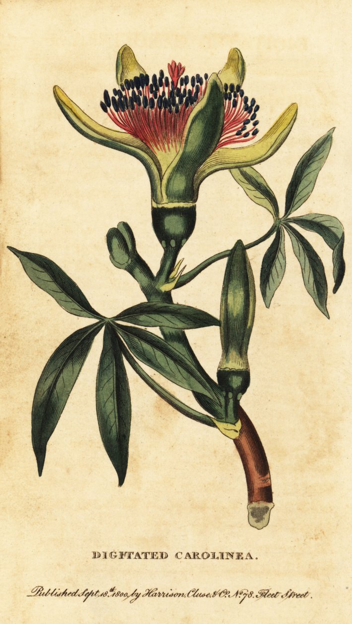 Guyana Kestanesi, Pachira Akkutike. , 100 (Gravür) by Unbekannter Künstler