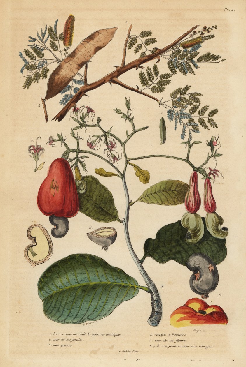 Arap zamkı ağacı, Senegalia senegal (Acacia verek) 1,2,3 ve kaju fıstığı ağacı, Anacardium occidentale 4,5,6 by Unbekannt
