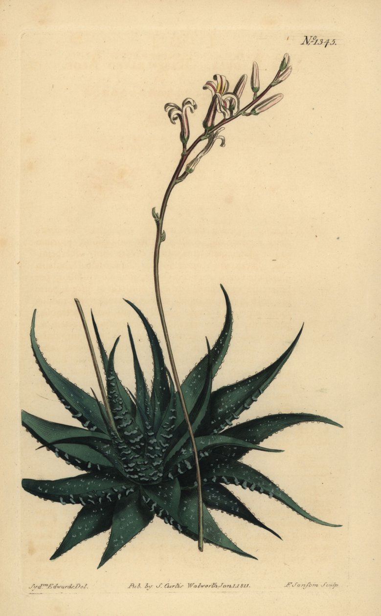 Hankey cüce aloe, Haworthia attenuata var. radula. Törpü yapraklı aloe, Aloe radula by Unbekannt
