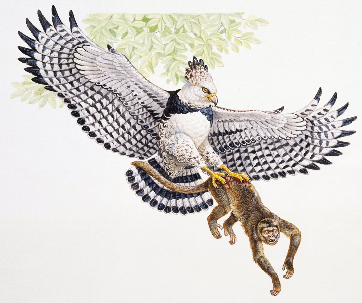 Harpy kartalı, Harpia harpyja, pençeleriyle bir Capuchin maymunu yakalar by Unbekannt
