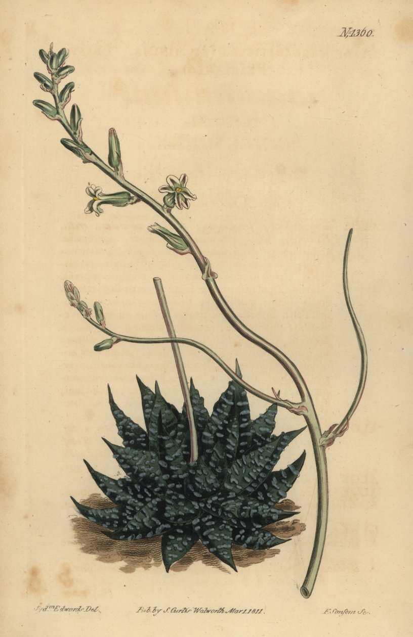 Haworthia minör veya Tulista minima (En az inci aloe, Aloe margaritifera minima) by Unbekannt