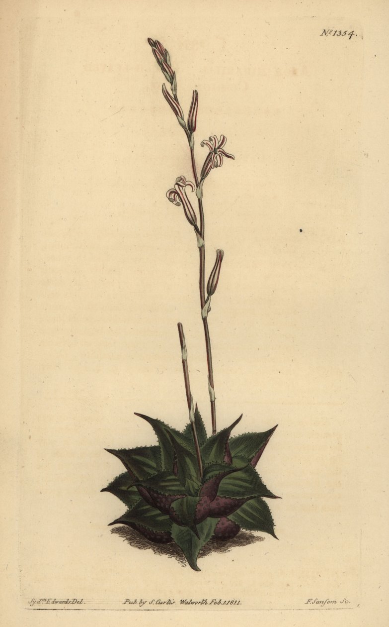 Haworthia mirabilis (Kaba yapraklı yastık aloe, Aloe mirabilis) by Unbekannt