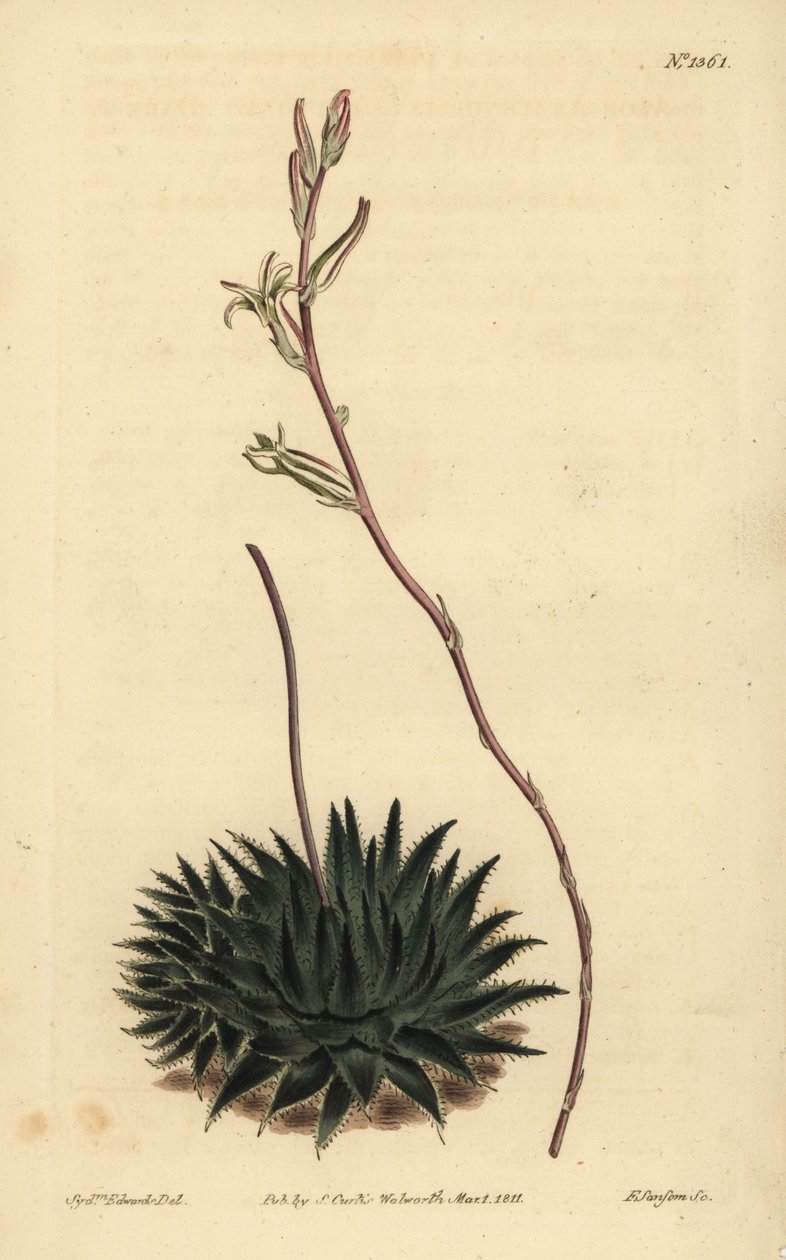 Haworthia pumila veya Tulista pumila (Koyu yapraklı örümcek aloe, Aloe arachnoides pumila) by Unbekannt