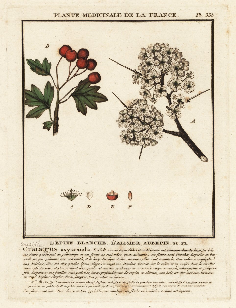 Alıç, Crataegus rhipidophylla by Unbekannter Künstler