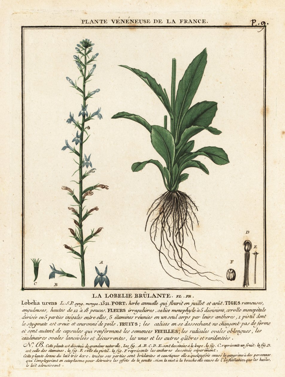Heath, Lobelia, Lobelia urens. by Unbekannter Künstler