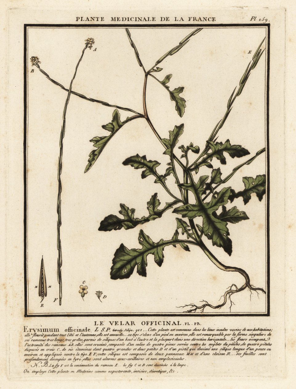 Çit hardalı, Sisymbrium officinale. by Unbekannter Künstler
