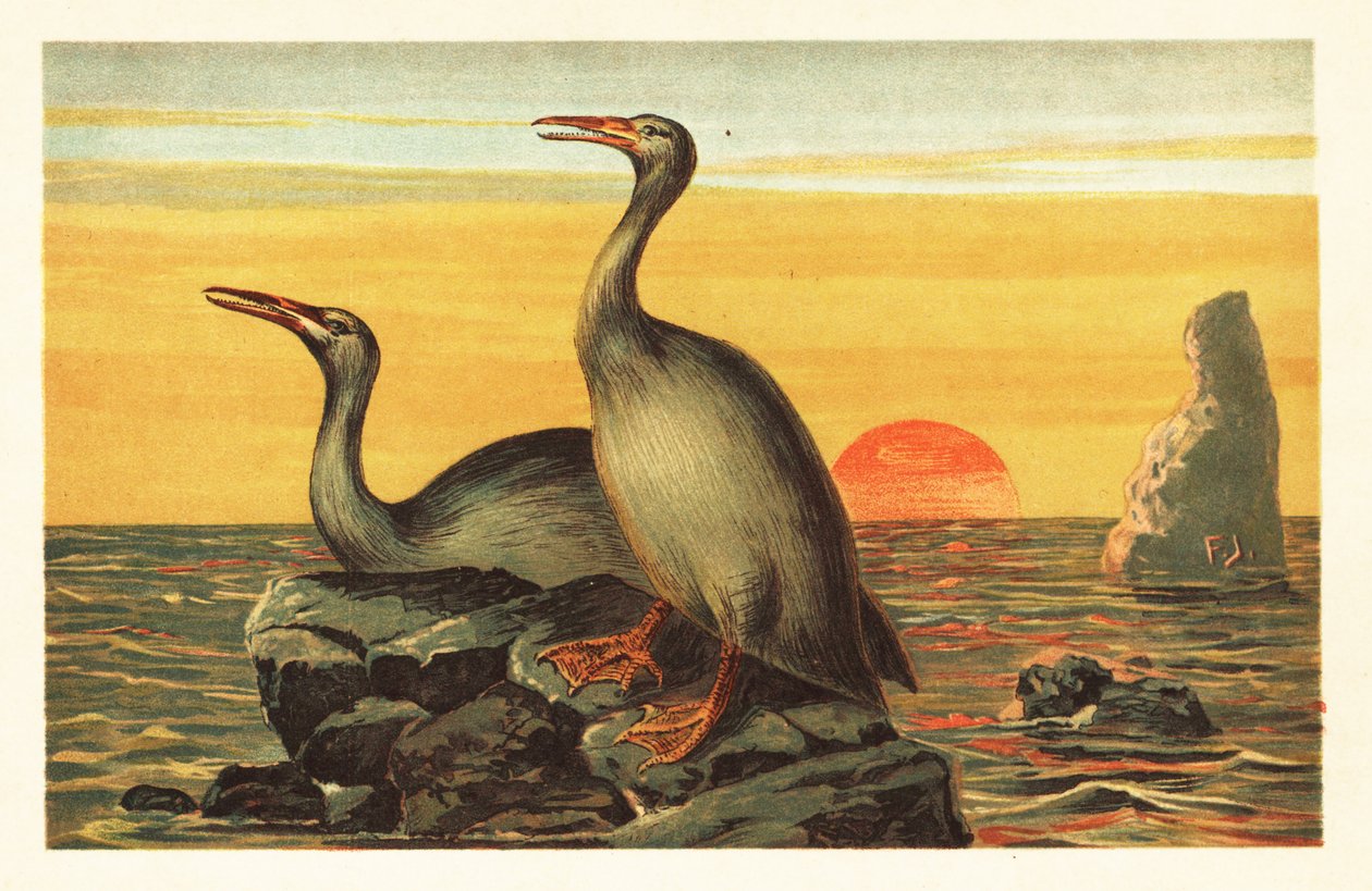 Hesperornis regalis, soyu tükenmiş karabatak benzeri kuş.1908 (litografi) by Unbekannter Künstler