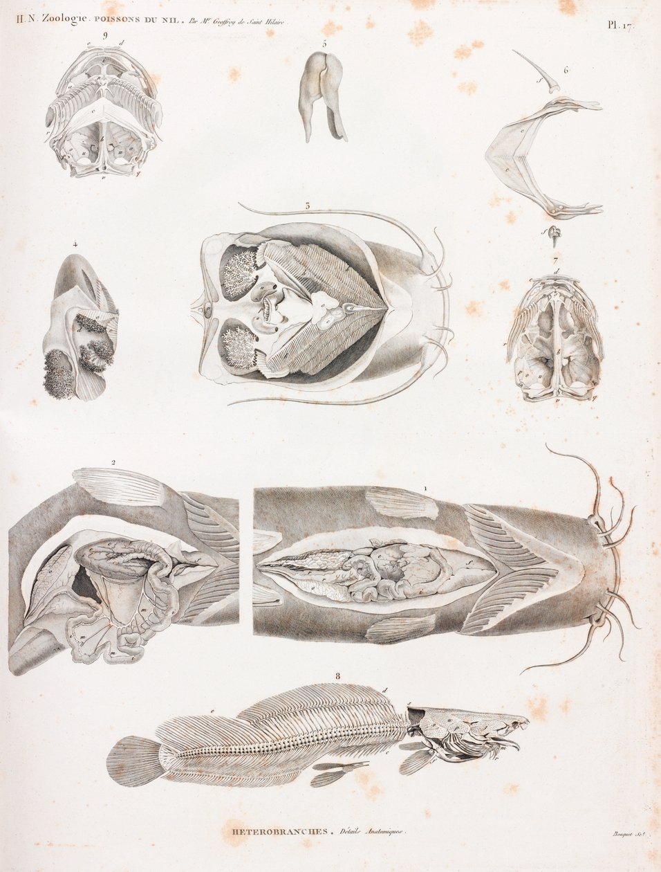 Heterobranches, anatomik detaylar by Unbekannt