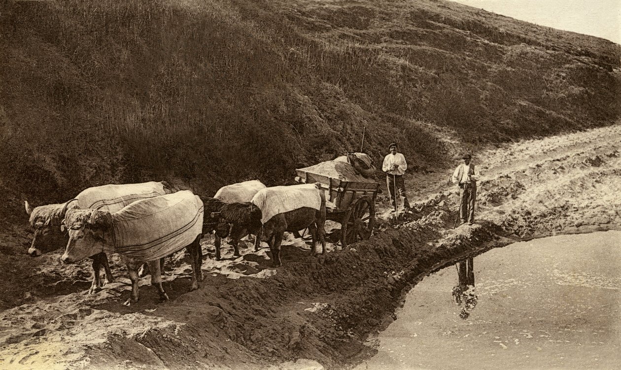Bask kumaşlarıyla kaplı öküz bağı, 20. yüzyılın başları (s/b fotoğraf) by Alec Hunter