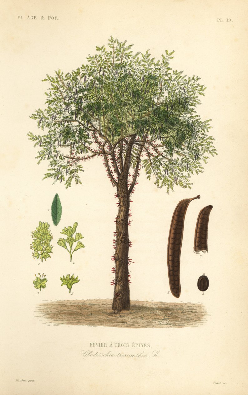 Bal akasyası veya dikenli akasya ağacı, Gleditsia triacanthos, Gleditsia triacanthos, Fevrier a trois epines by Unbekannt