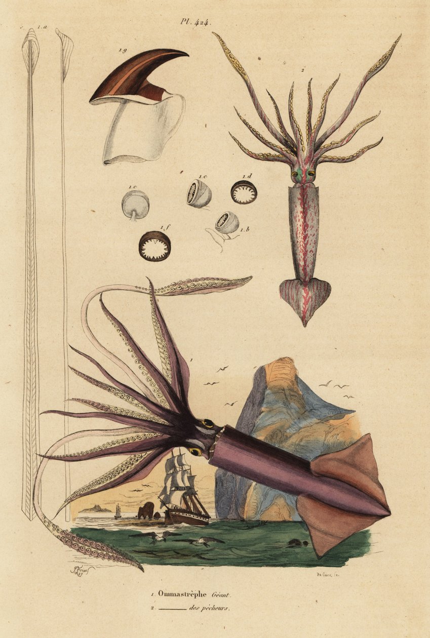 Humboldt kalamar, Dosidicus gigas 1 ve Avrupa uçan kalamar, Todarodes sagittatus 2. Ommastrephe geant, Ommastrephe des pecheurs by Unbekannt