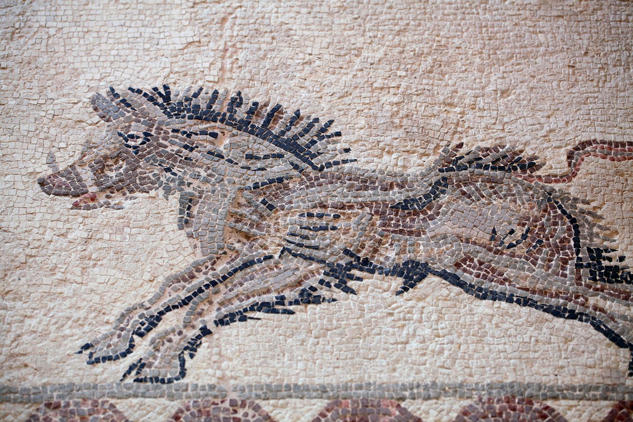 Av sahnesi: Bir yaban domuzu - Baf mozaikleri, Dionysos Evi - MS 2. Yüzyılın Sonu - Kıbrıs - Avlanma sahnesi: Hareket halindeki domuz - Baf Mozaikleri, Dionysos Evi - MS 2. yüzyılın sonu - UNESCO Sitesi, Kıbrıs by William M. Timlin