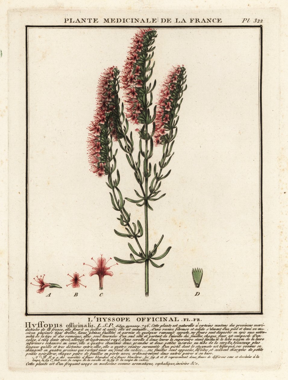 Çördük, Çördük officinalis by Unbekannter Künstler