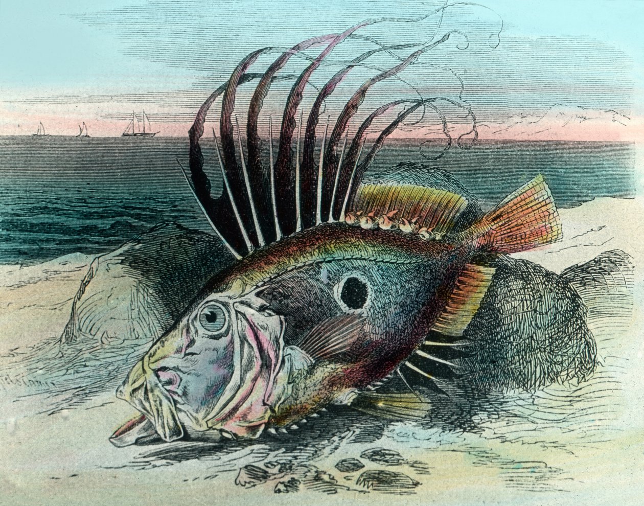 Bir John dory balığının resmi (Zeus faber) by Unbekannter Künstler
