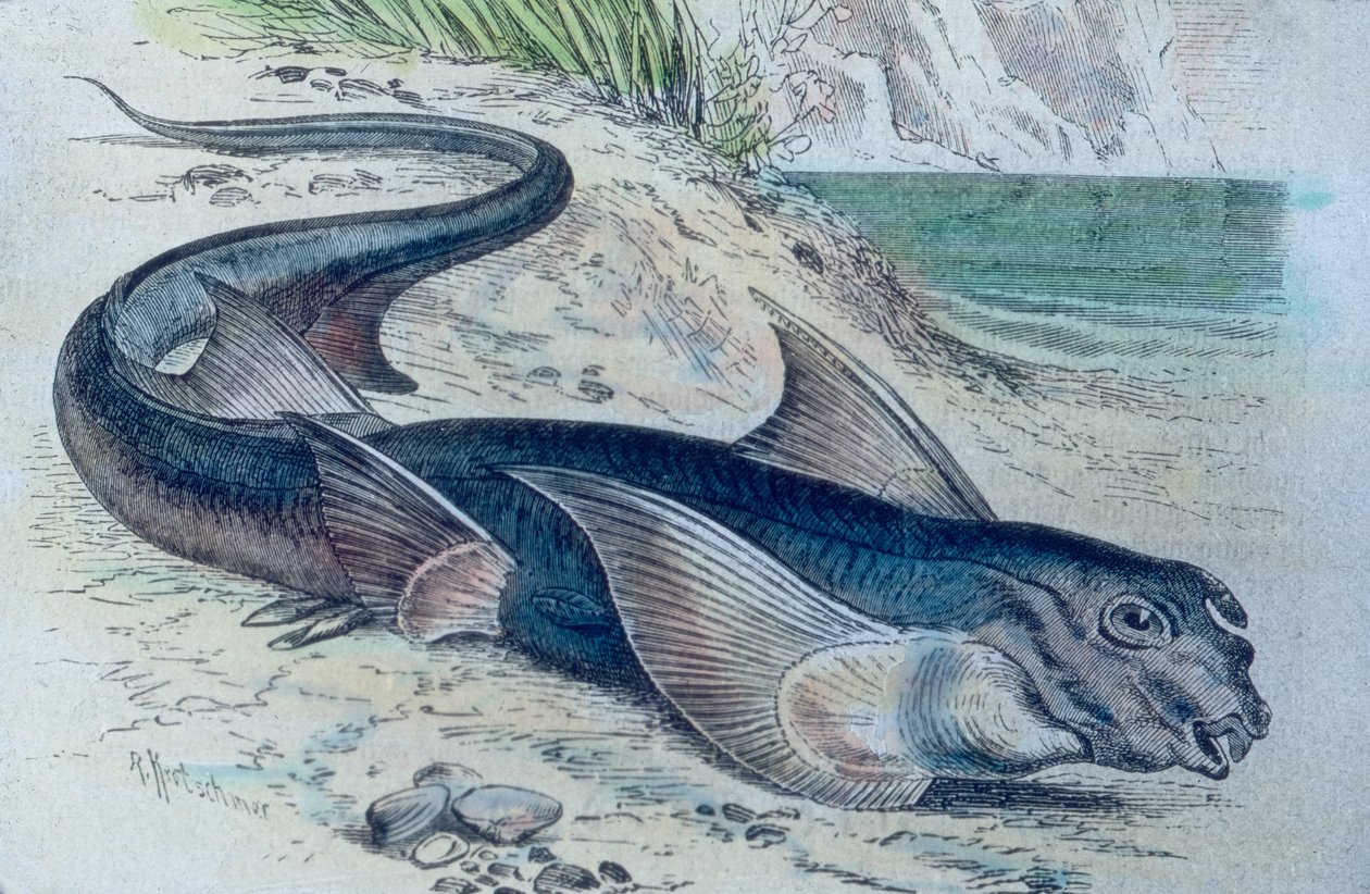 Kimera (Hydrolagus colliei) çizimi by Unbekannter Künstler