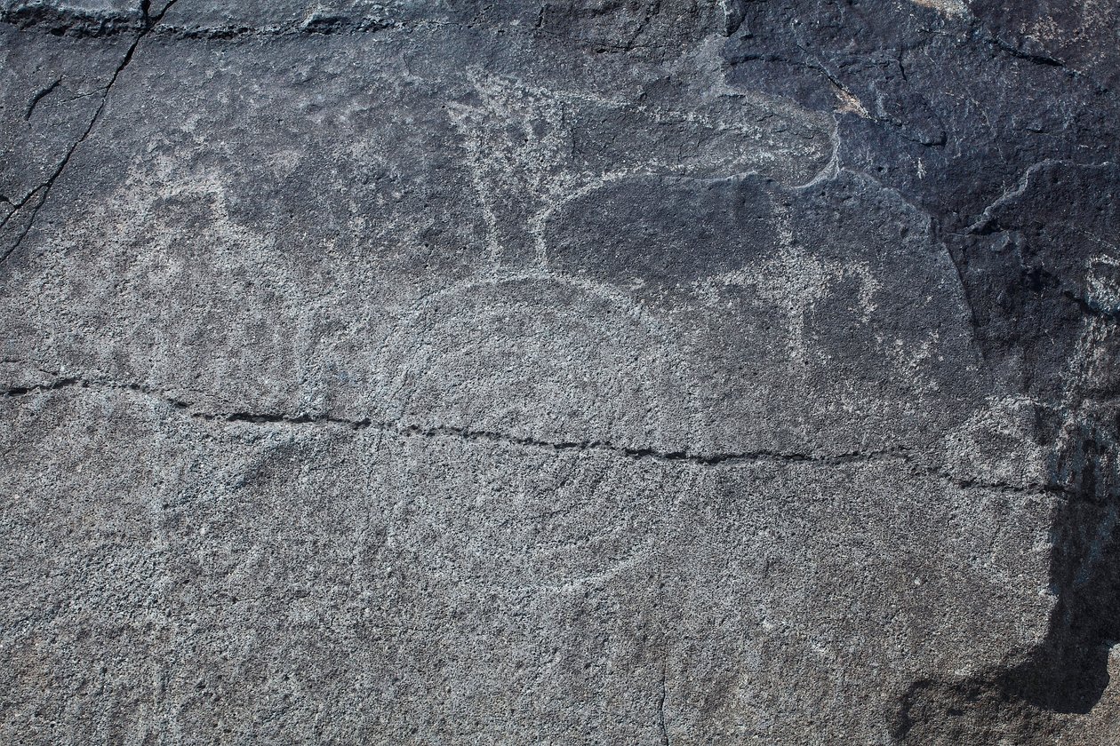 Hint Petroglifleri - Hayvan ve Sembolik Temsil - Petroglyph Ulusal Anıtı - Albuquerque, New Mexico, ABD (ABD) by William M. Timlin
