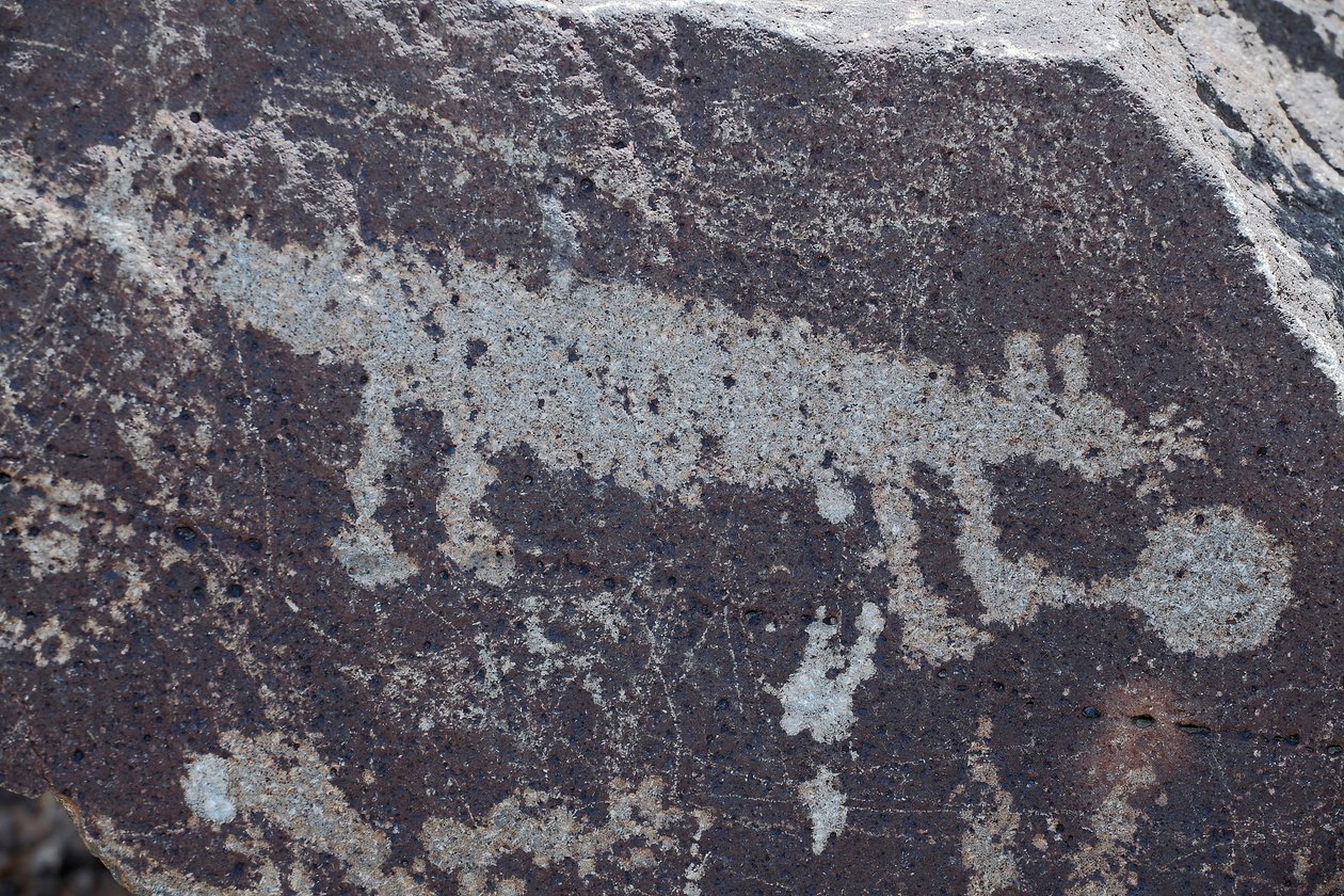 Hayvanları temsil eden Hint Petroglifleri - Petroglyph Ulusal Anıtı - Albuquerque, New Mexico, ABD (ABD) by William M. Timlin
