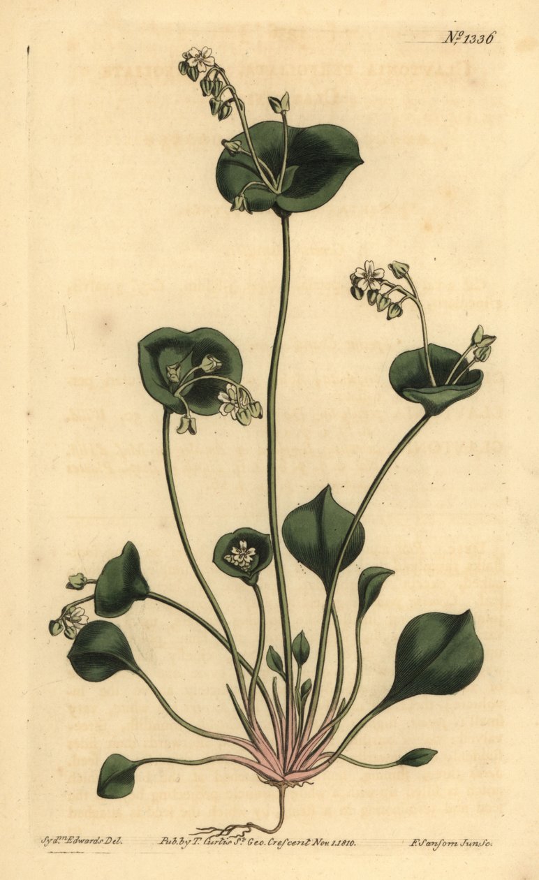 Hint marulu, Perfoliate kiltonia, Claytonia perfoliata by Unbekannt