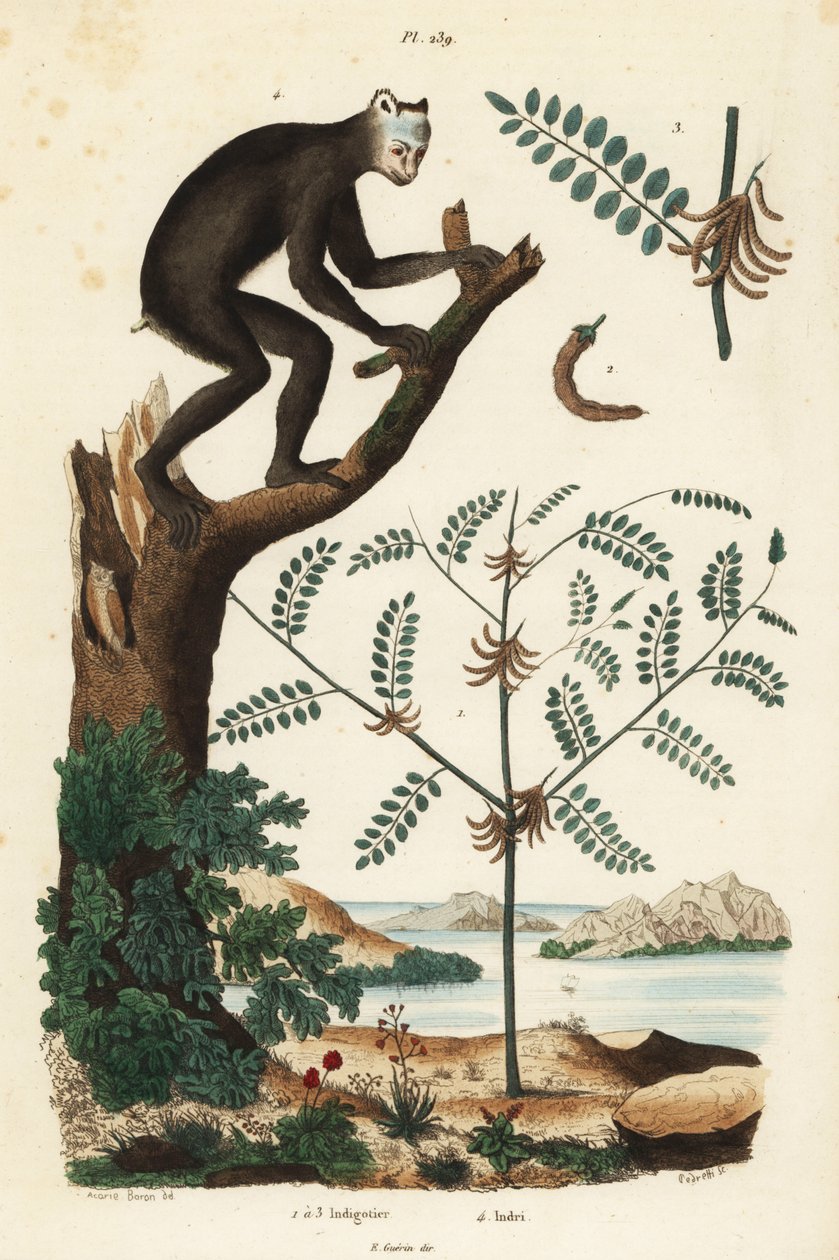 İndigo bitkisi, Indigofera atropurpurea 1-3 ve indri veya babakoto, Indri indri, kritik tehlike altındaki lemur 4 by Unbekannt
