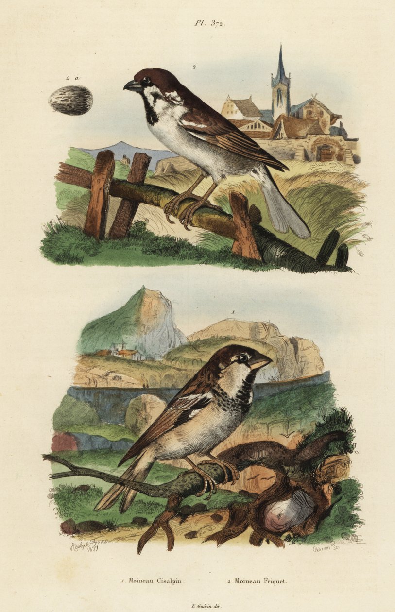 İtalyan serçesi, Passer italiae ve yumurtalı Avrasya ağaç serçesi, Passer montanus by Unbekannt