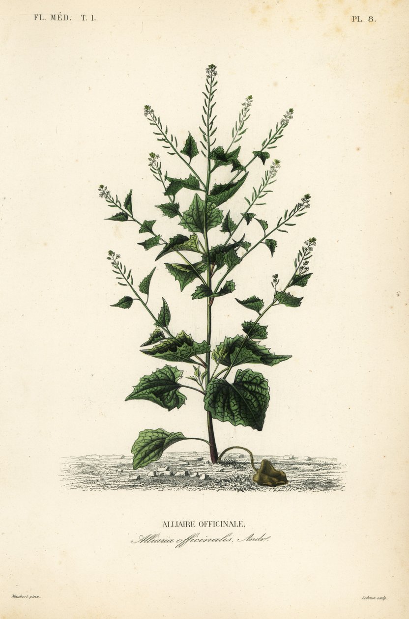 Yabani ot veya sarımsaklı hardal, Alliaria petiolata, Alliaria officinalis, Alliaire officinale by Unbekannt