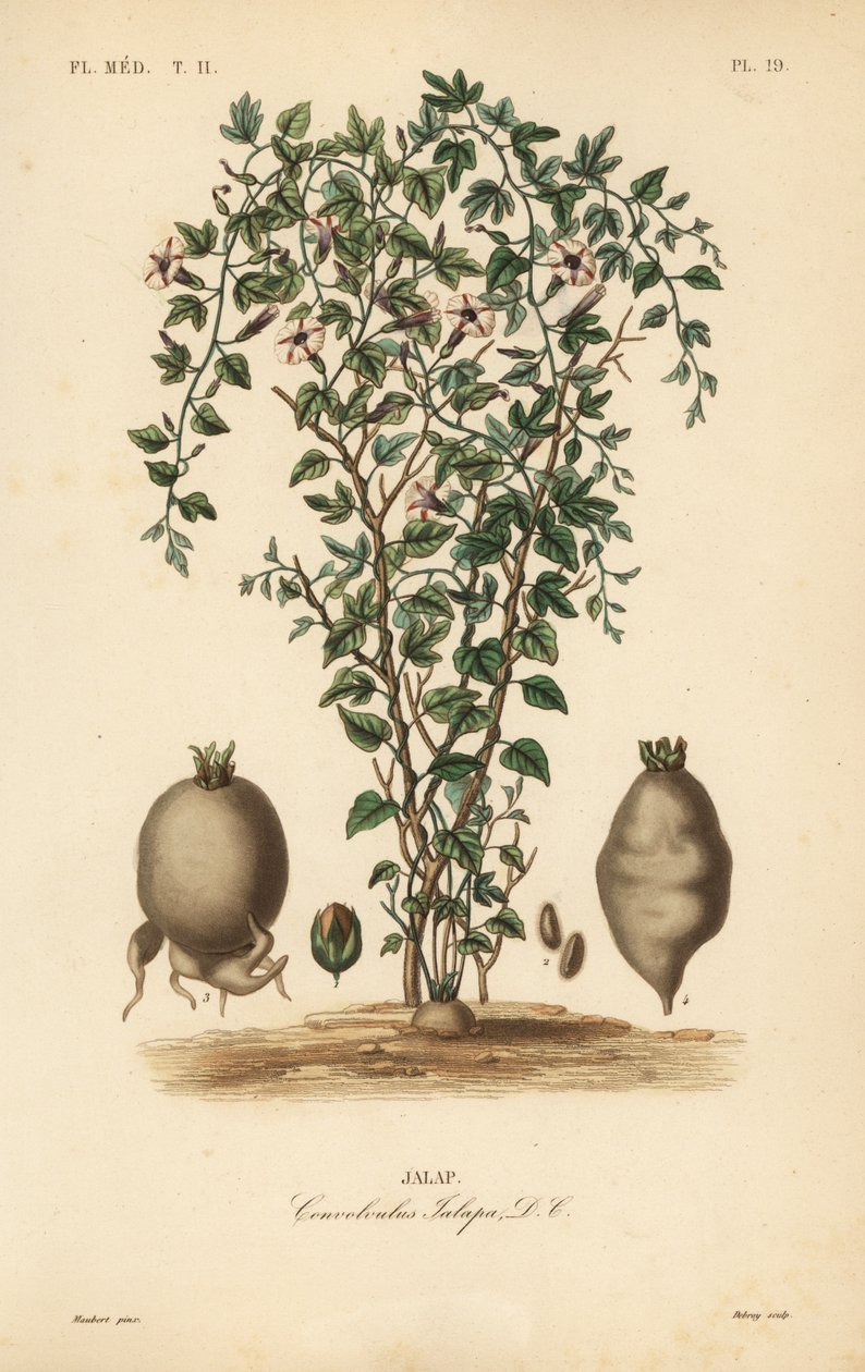 Jalap asma, Ipomoea jalapa, Convolvulus jalapa, Jalap by Unbekannt