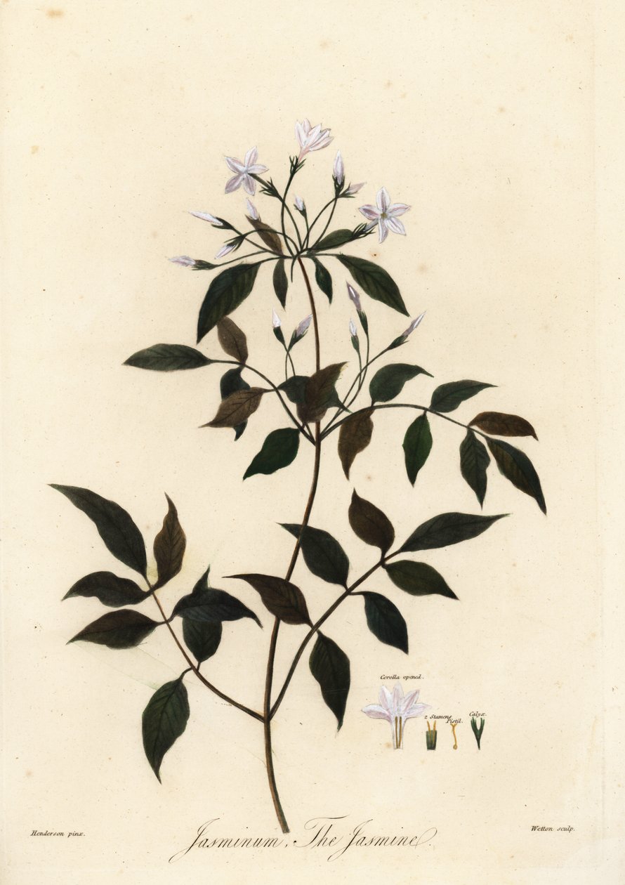 Yasemin, Jasminum officinale. 1805 (gravür) by Unbekannter Künstler