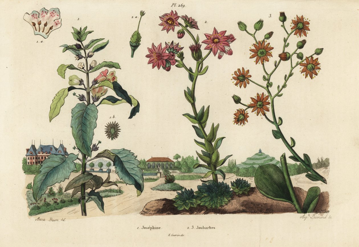 Josephine bitkisi, Josephinia imperatricis 1 ve stonecrops, Crassula türleri 2,3 by Unbekannt