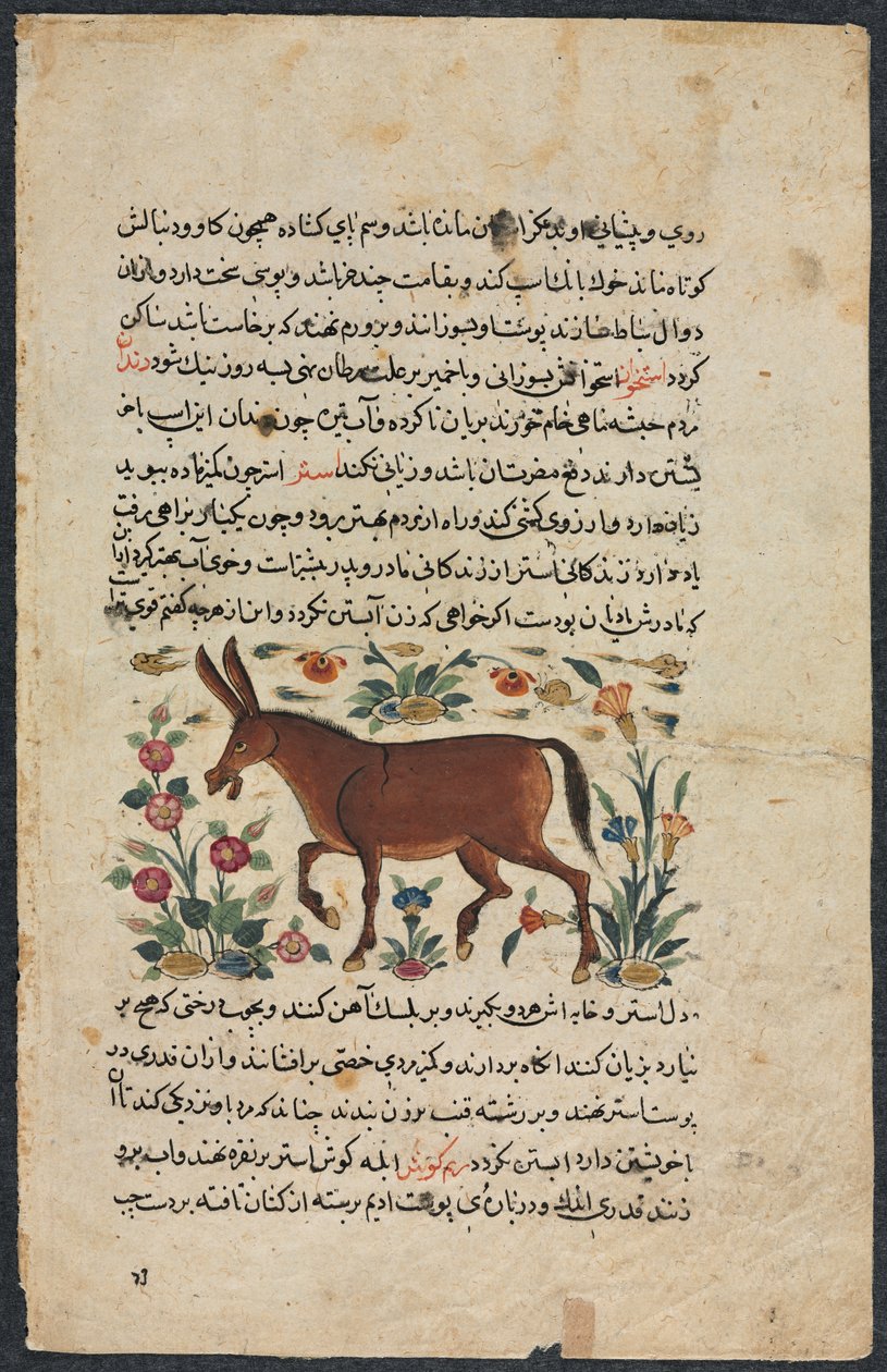Khar (Eşek), Shahmerdan ibn Abi al-khayrr
