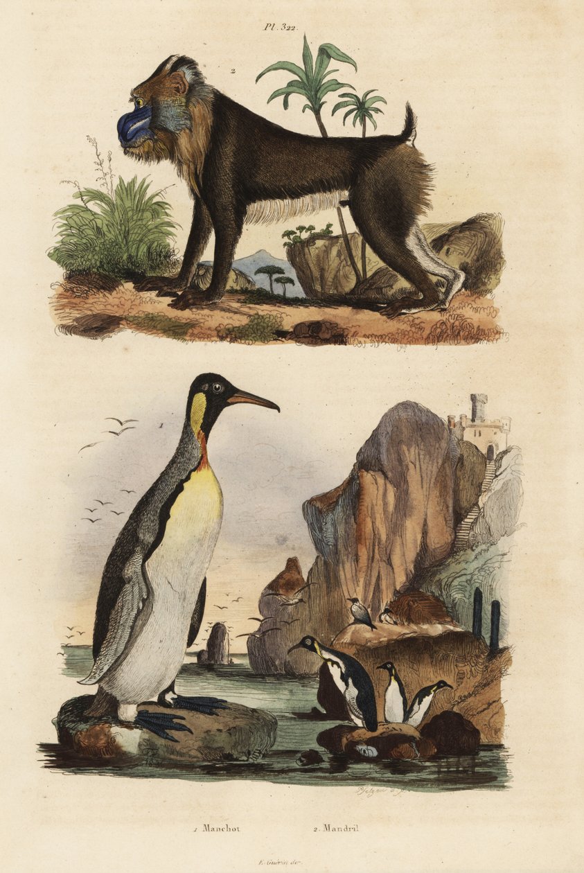 Kral penguen, Aptenodytes patagonicus 1 ve mandrill, Mandrillus sfenks, savunmasız, 2 by Unbekannt