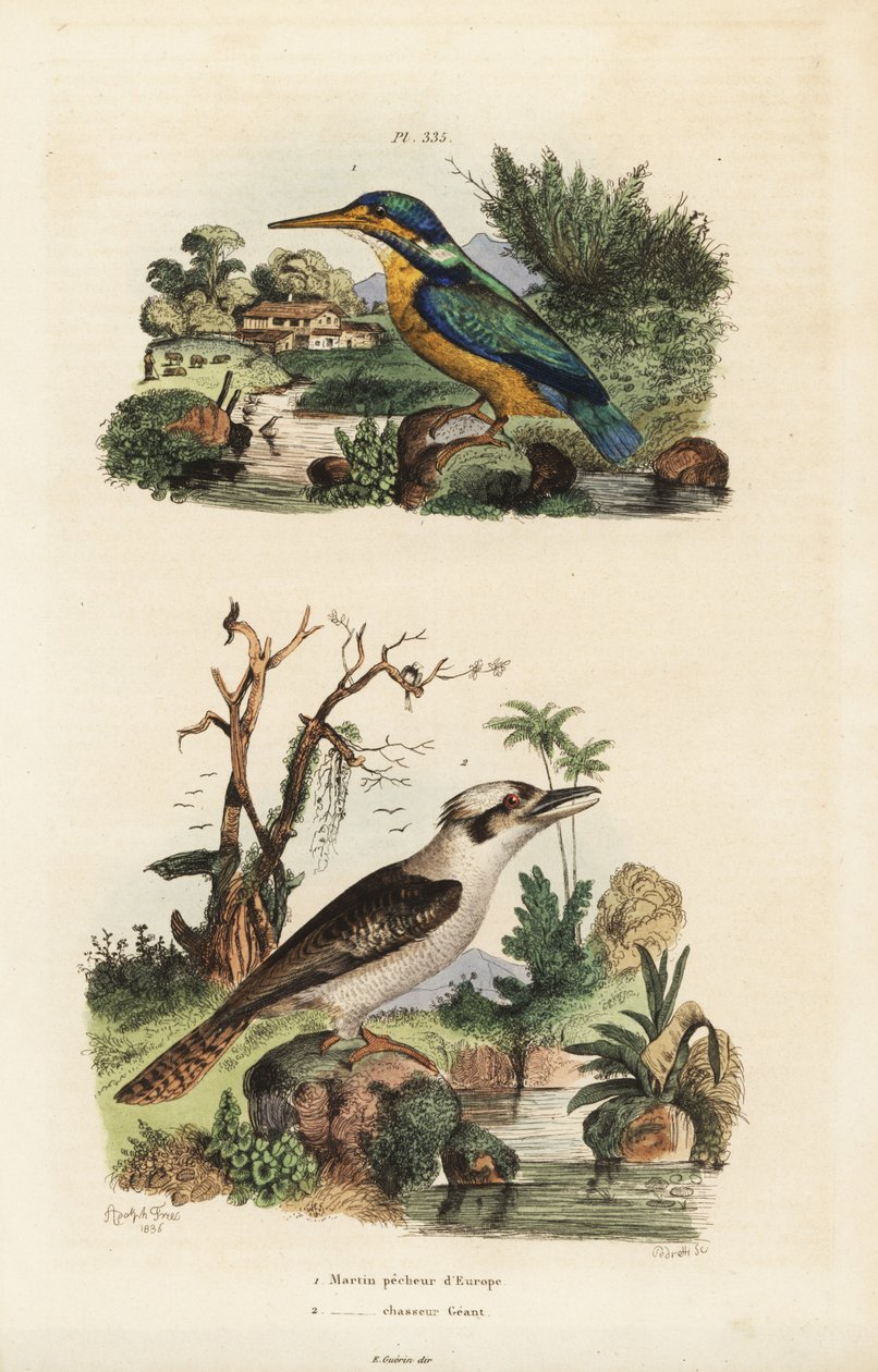 Yalıçapkını, Alcedo buna ve gülerek kookaburra, Dacelo novaeguineae by Unbekannt