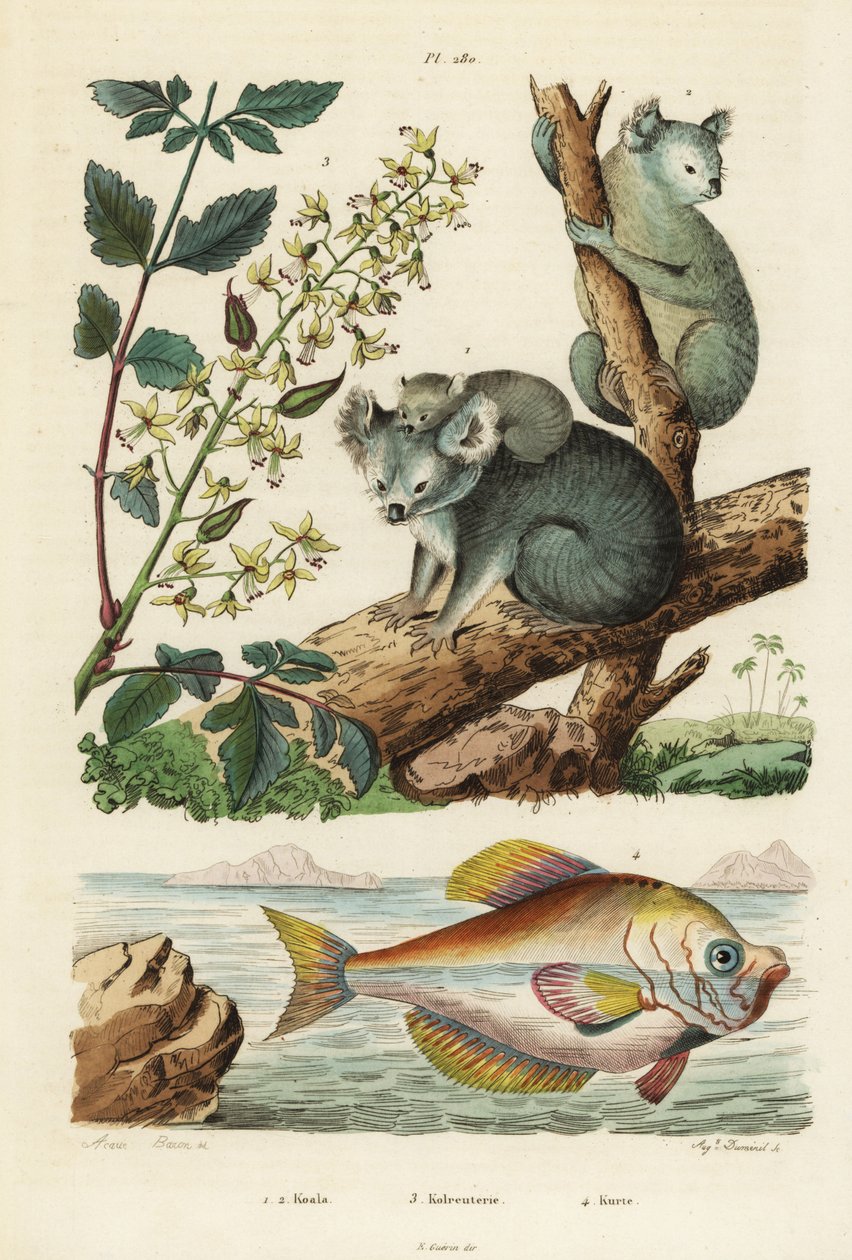 Koala, Phascolarctos cinereus 1,2, vernik ağacı, Koelreuteria paniculata 3 ve Hint kambur başı, Kurtus indicus 4. Koala, kolreuterie, kurte by Unbekannt
