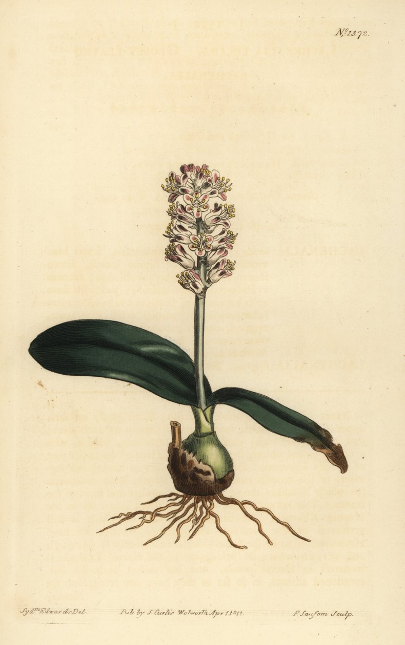 Lachenalia pallida (Parlak yapraklı Lachenalia, Lachenalia lucida) by Unbekannt