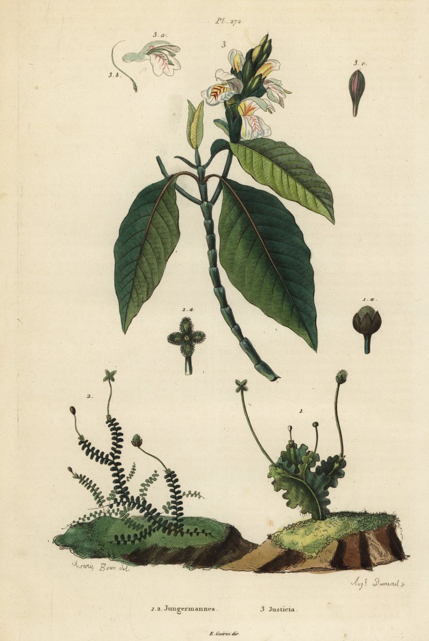 Yapraklı ciğer otları, Jungermannia epiphylla 1 ve Jungermannia asplenoides 2 ve Malabar cevizi veya adulsa, Justicia adhatoda 3. Jungermannes, Justicia by Unbekannt