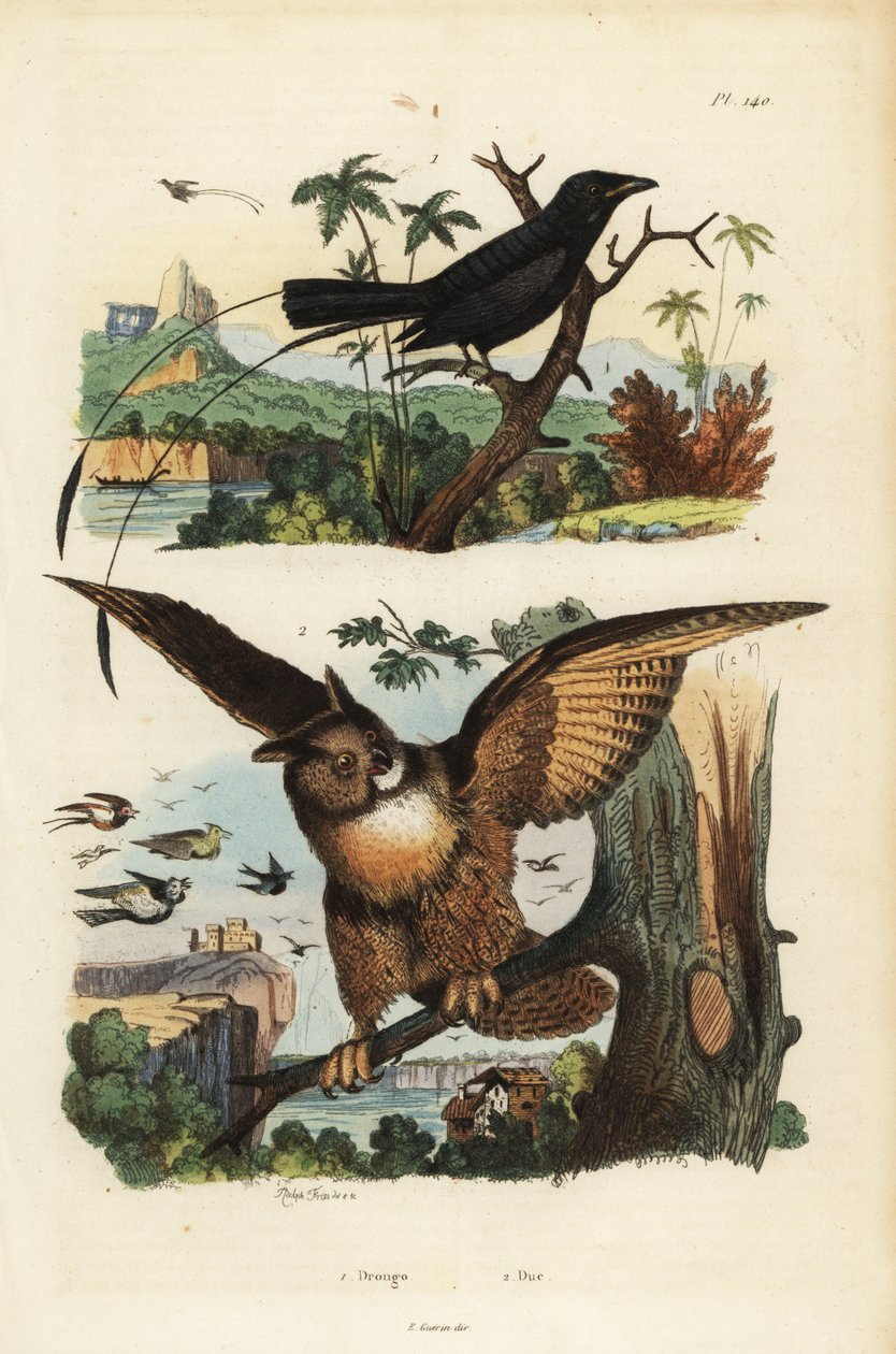 Küçük raket kuyruklu drongo, Dicrurus remifer ve Avrasya kartal baykuşu, Bubo bubo by Unbekannt