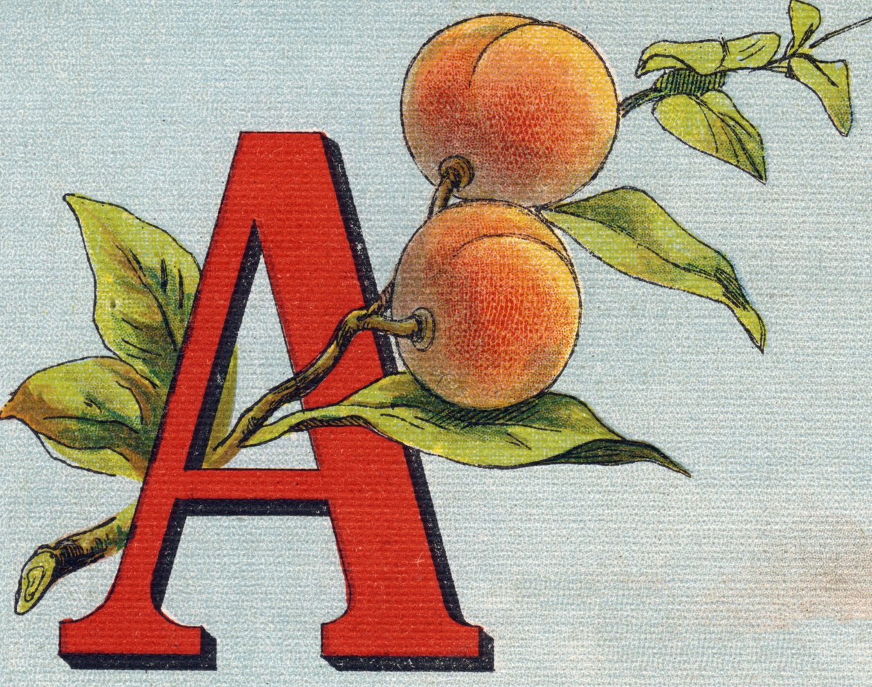 A harfi: kayısı. "Alphabet de ma petite fille" gravürü. Bernardin-Bechet ve Fils, kitapçı-yayıncılar, Paris, 1895 civarı. Tuval üzerine kırılmaz albüm. Bibliotheque des Bebes. 12 sayfa. Bir okuma yöntemi ve açıklayıcı bir abeced içeren albüm by Unbekannt