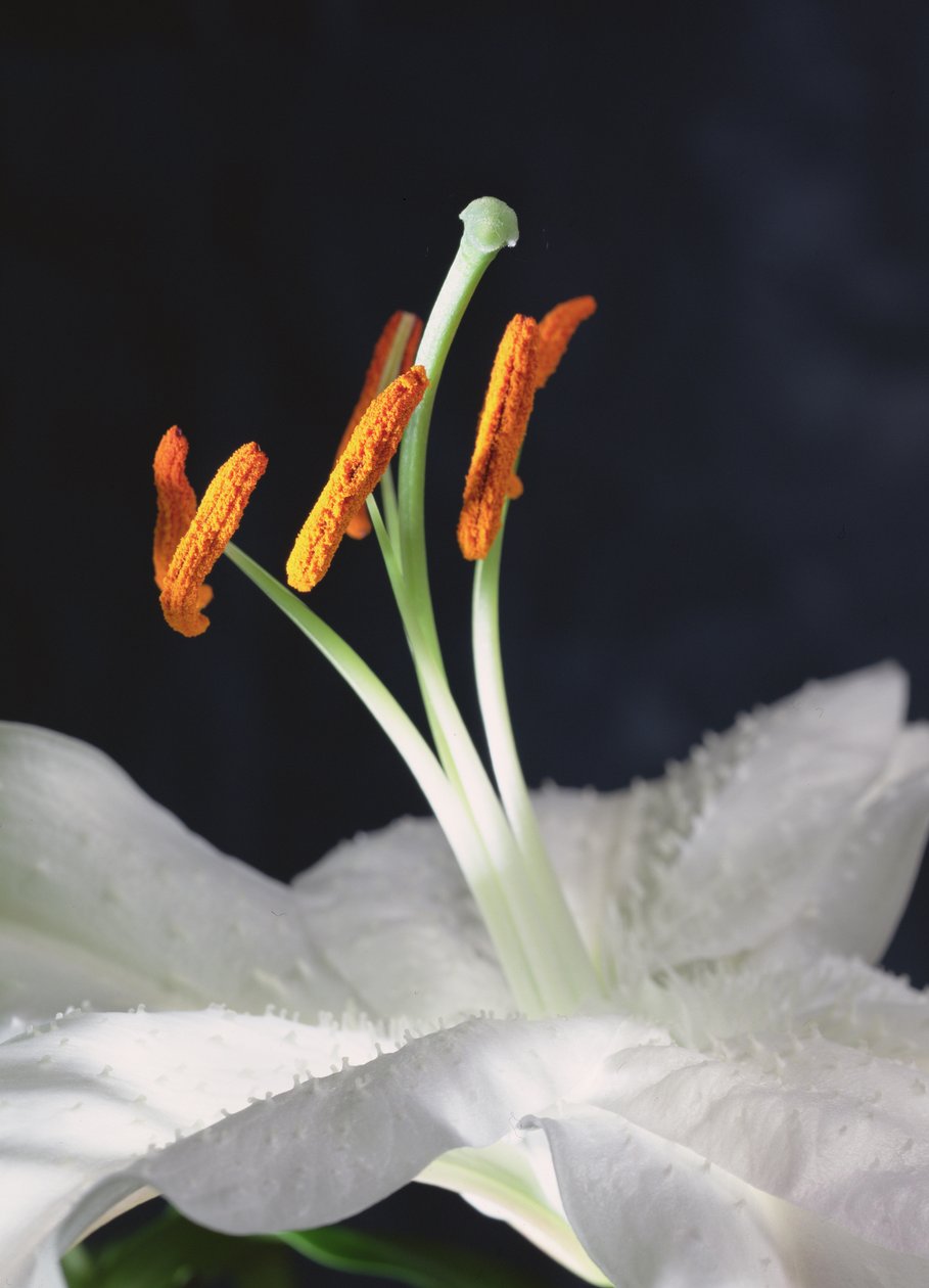 Lily Stamens, 2001 (fotoğraf) by Unbekannter Künstler