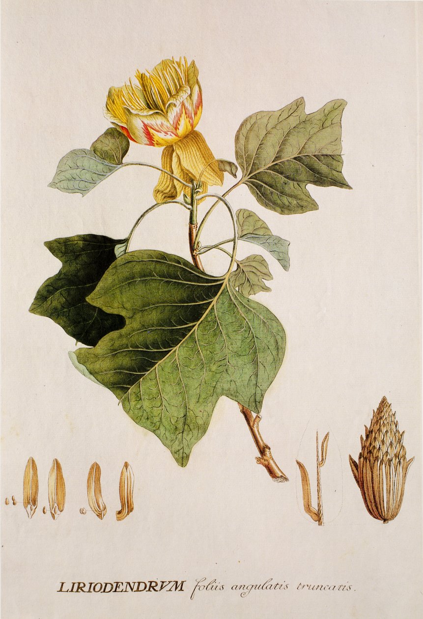 Liriodendron tulipifera/Tulipier/Lale Ağacı by Unbekannt
