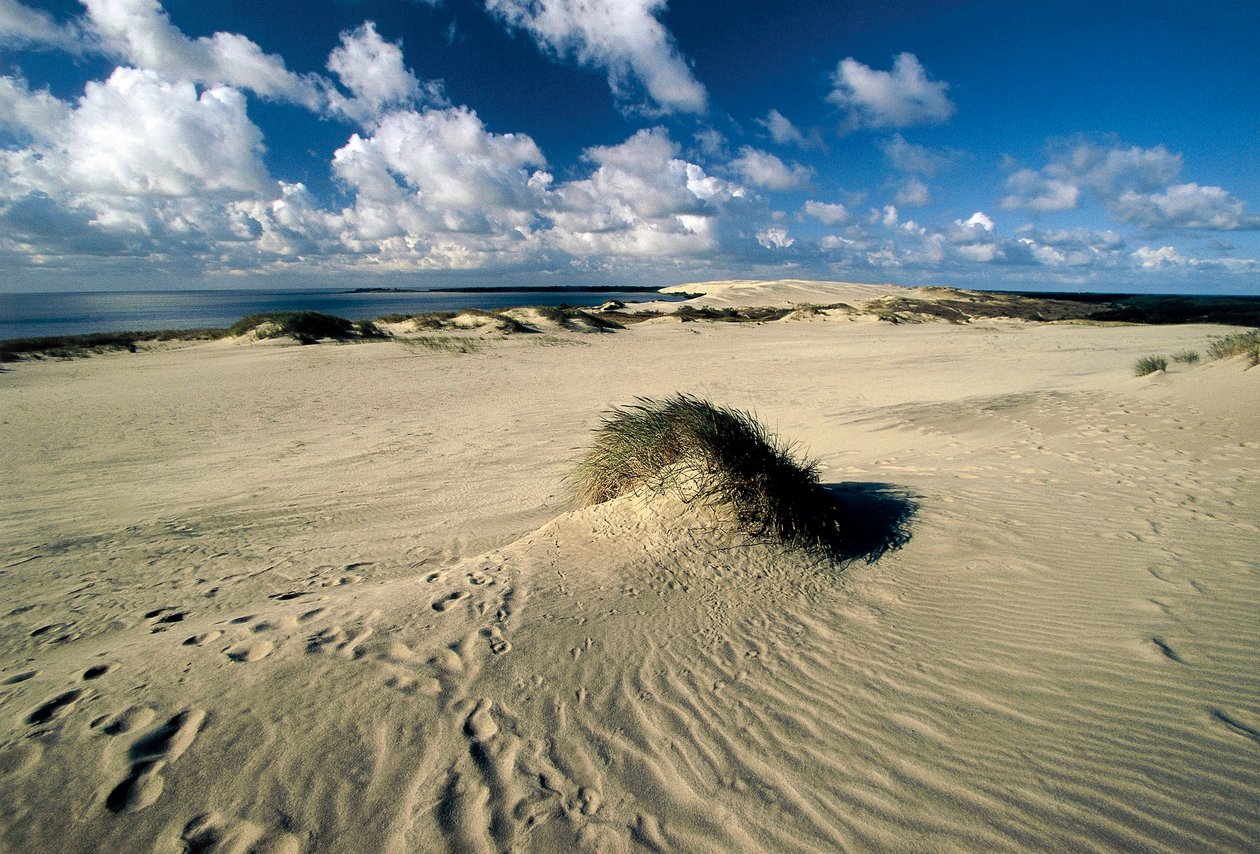 Litvanya, Klaipeda, Curonian Spit, Nida, Prusya Sahra denilen hareketli kum tepeleri by William M. Timlin