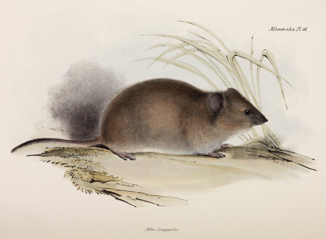 Uzun tüylü veya vebalı sıçan, Avustralya, c 1832-1836 by Unbekannter Künstler