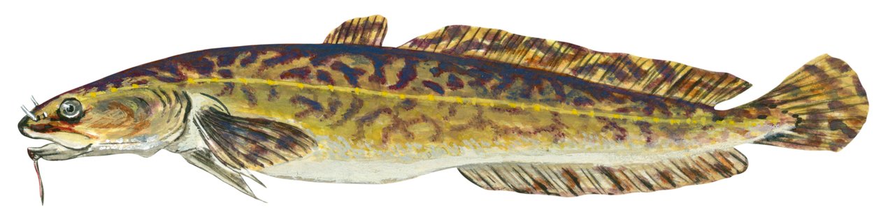 Lotte - Burbot (Lota lota) by Unbekannter Künstler