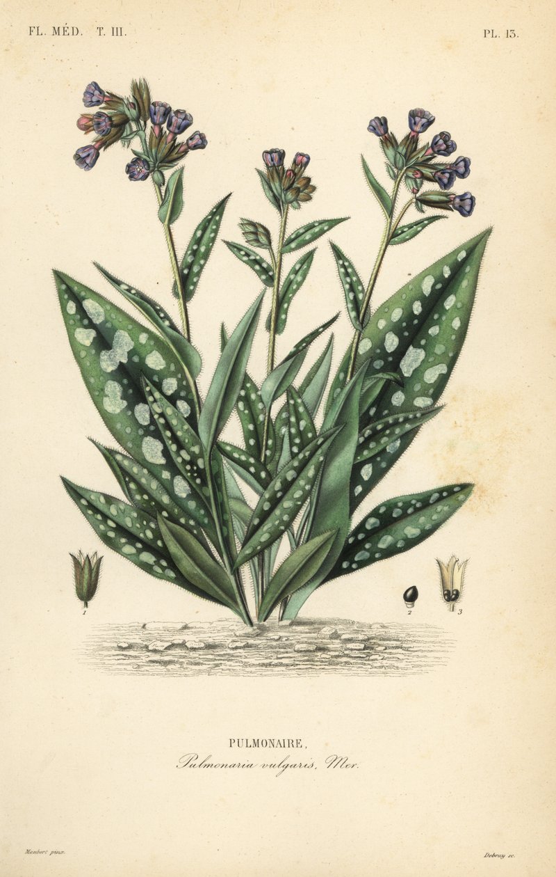 Akciğer otu, Pulmonaria officinalis, Pulmonaria vulgaris, Pulmonaire by Unbekannt