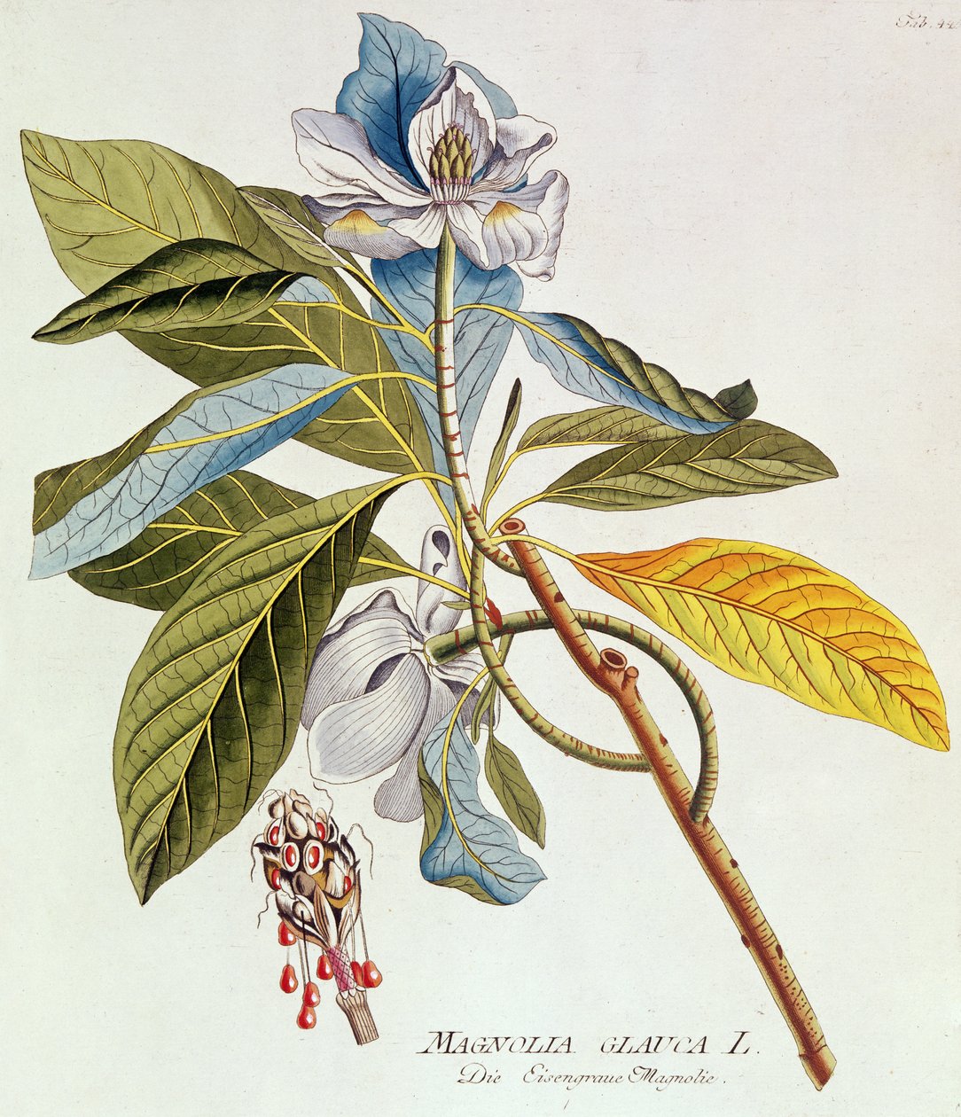 Magnolia Glauca, 