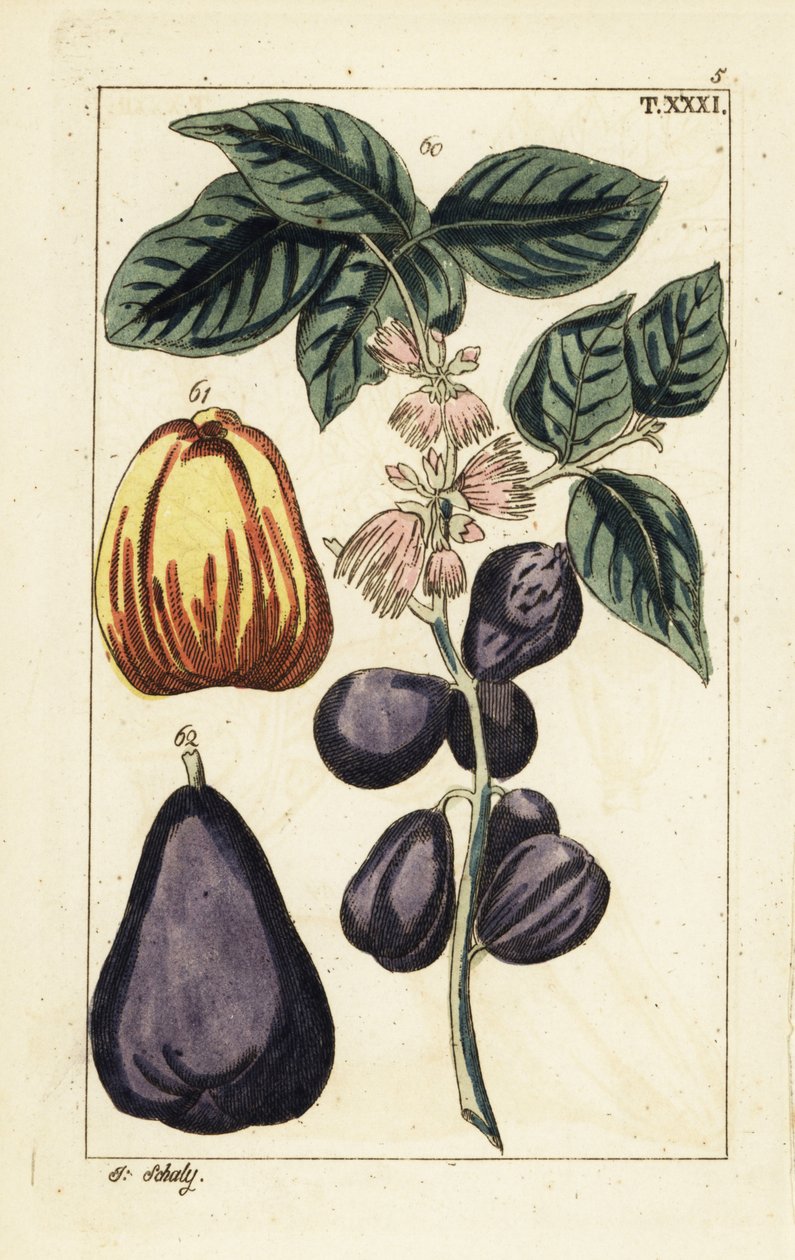 Malay elması, Syzygium malaccense. by Unbekannter Künstler