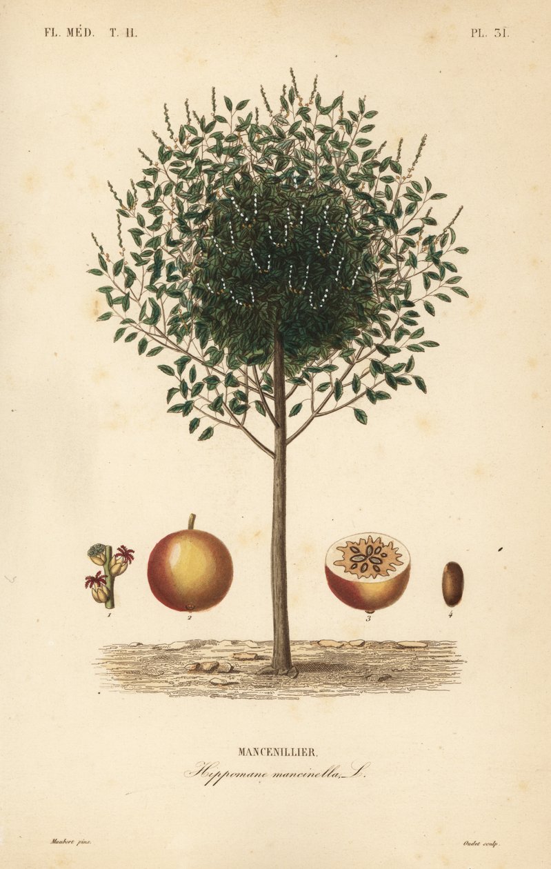Manchineel veya manchioneel ağacı, Hippomane mancinella, Mancenillier by Unbekannt