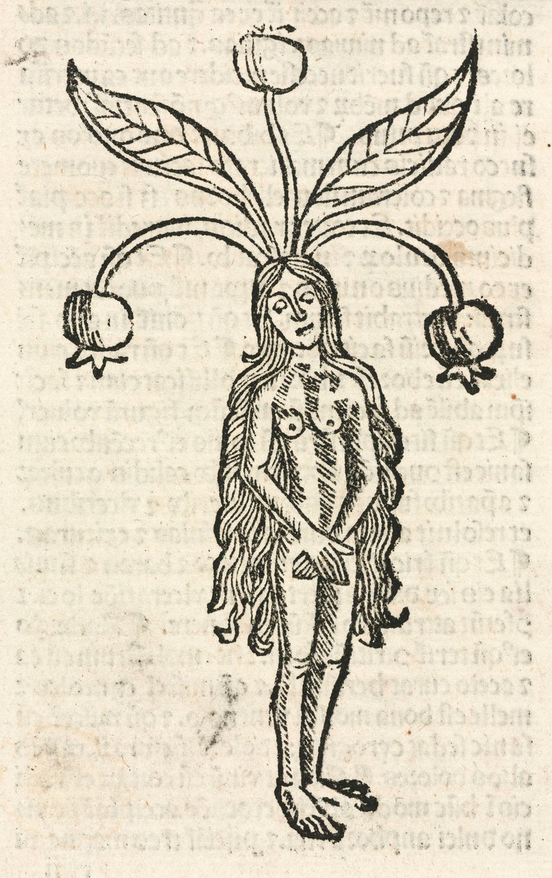 Mandrake (dişi formu) by Unbekannt