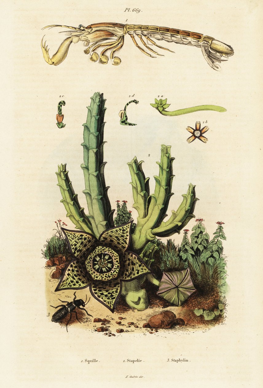 Mantis karidesi, yıldız çiçeği ve böceği.,1834-1839 (gravür) by Unbekannter Künstler
