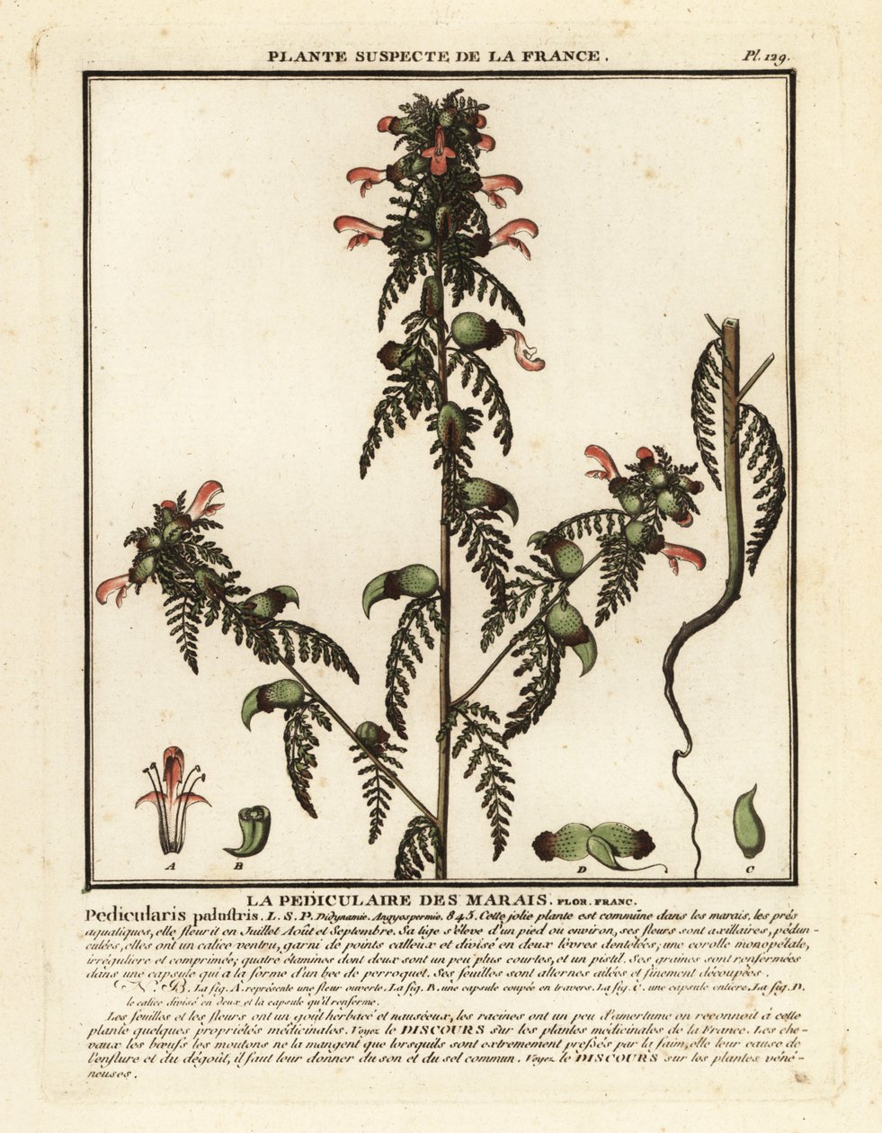 Bataklık lousewort, Pedicularis palustris. by Unbekannter Künstler