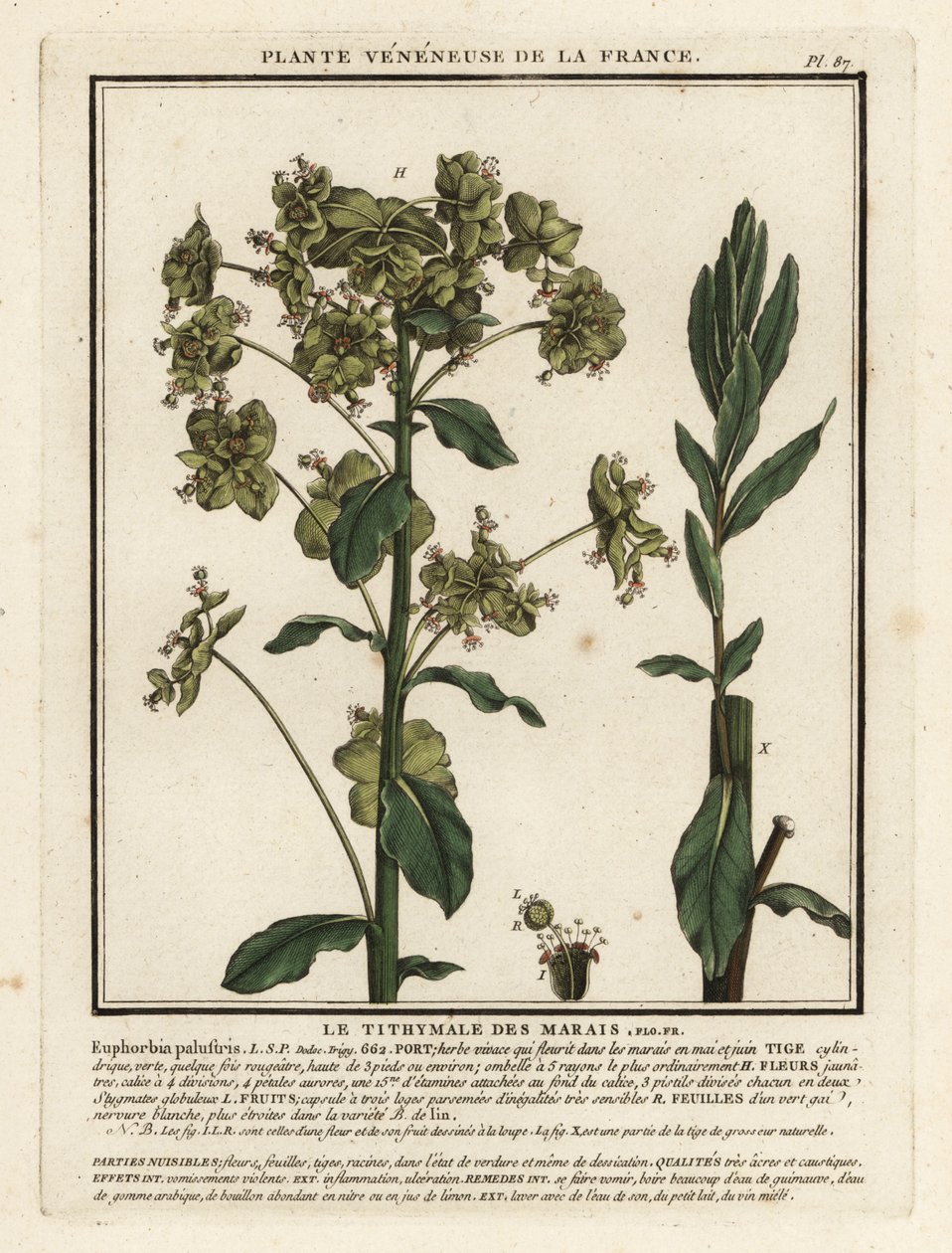 Bataklık sütleğen, Euphorbia palustris. by Unbekannter Künstler